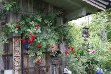 Mai     7024.webp