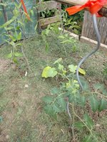 IMG_20240526_145732.jpg