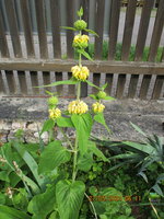 Phlomis russelian.JPG