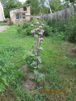 Phlomis- tuberosa.JPG