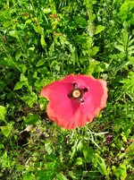 IMG_20240527_090628_1.jpg