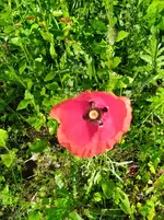 IMG_20240527_090628_1.jpg