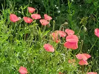 IMG_20240527_110932.jpg
