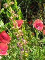 IMG_20240527_110948.jpg