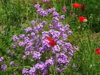 DSC03437.JPG