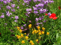 DSC03438.JPG