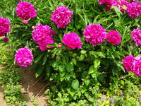 DSC03440.JPG
