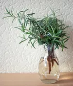 rosmarin.webp