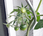 tomaten.jpg