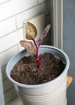 malabarspinat_topf.webp