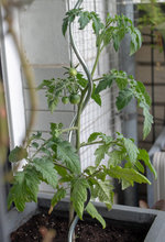 stabtomate.jpg