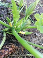 gelbe Zuchini.jpg