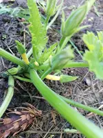 gelbe Zuchini.webp