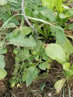 Tomaten 1.webp