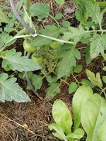 Tomaten2024.jpg