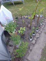 IMG_20240528_202916.jpg