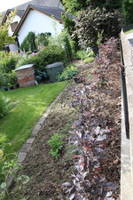 Hecke  0324.JPG