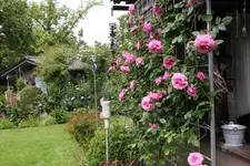 Mai     7724.webp