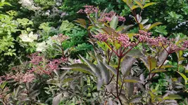 IMG_20230603_134207.webp