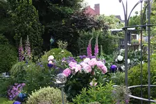 Mai     8524.webp