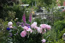 Mai     8624.webp