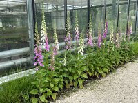 IMG_5465.jpeg