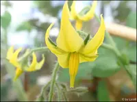 c035.webp