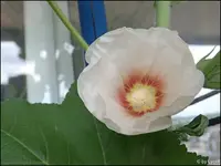 c037.webp