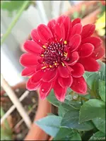 c038.webp