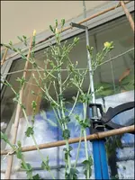 c044.webp