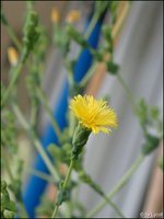 c045.jpg