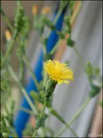c045.webp