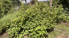 IMG_0038.webp