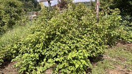 IMG_0038.jpeg