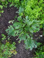 IMG_20240530_155820.webp