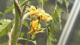 IMG_0145.jpeg
