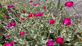 IMG_0130.jpeg