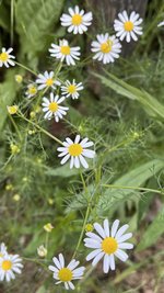 IMG_0122.jpeg