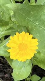 IMG_0115.jpeg