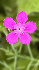 IMG_0107.jpeg
