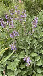 IMG_0103.jpeg