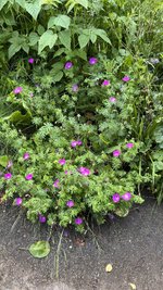 IMG_0102.jpeg