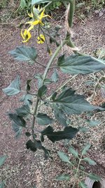 IMG_0140.jpeg