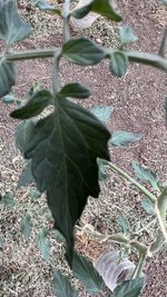 IMG_0141.jpeg
