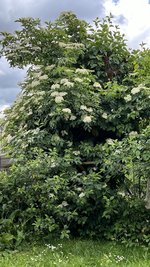 IMG_0114.jpeg
