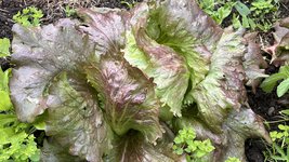 IMG_0125.jpeg