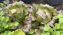 IMG_0126.jpeg