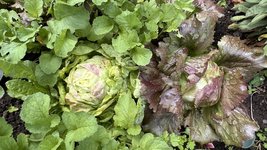 IMG_0127.jpeg