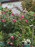 1717130058565.webp