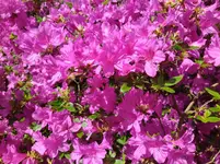 IMG_20240509_125740.jpg